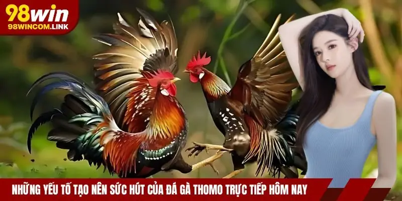 suc-hut-cua-da-ga-thomo-truc-tiep-hom-nay