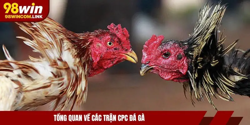 truc-tiep-da-ga-cpc-tim-hieu